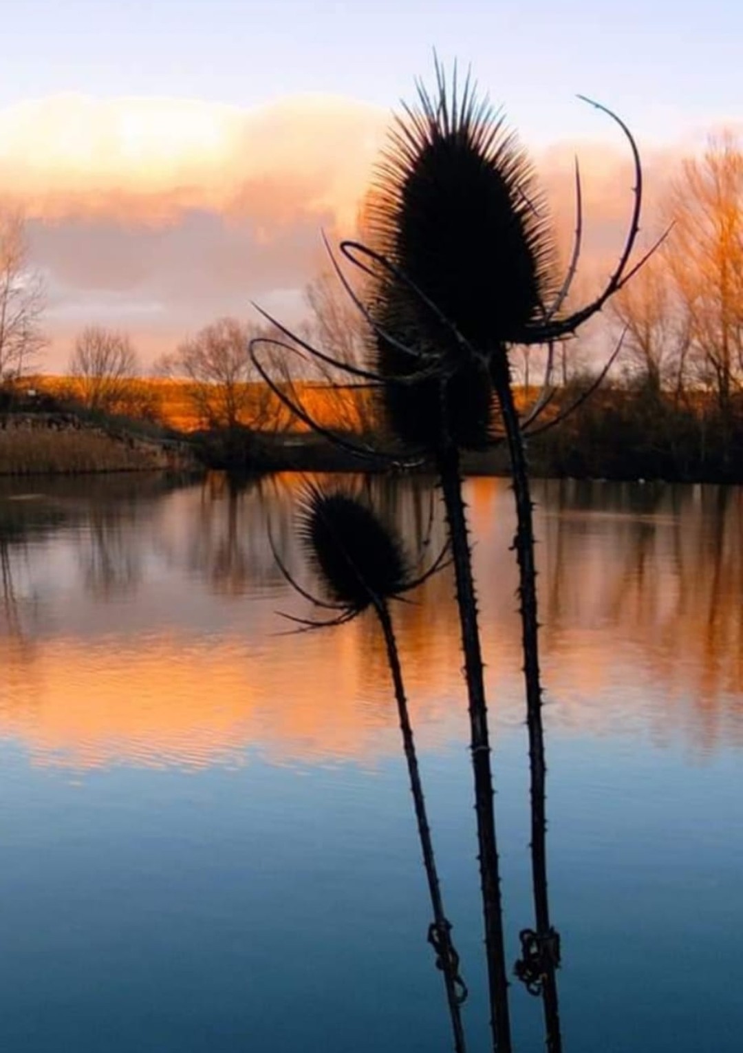 Carrizos junto al río Pisuerga