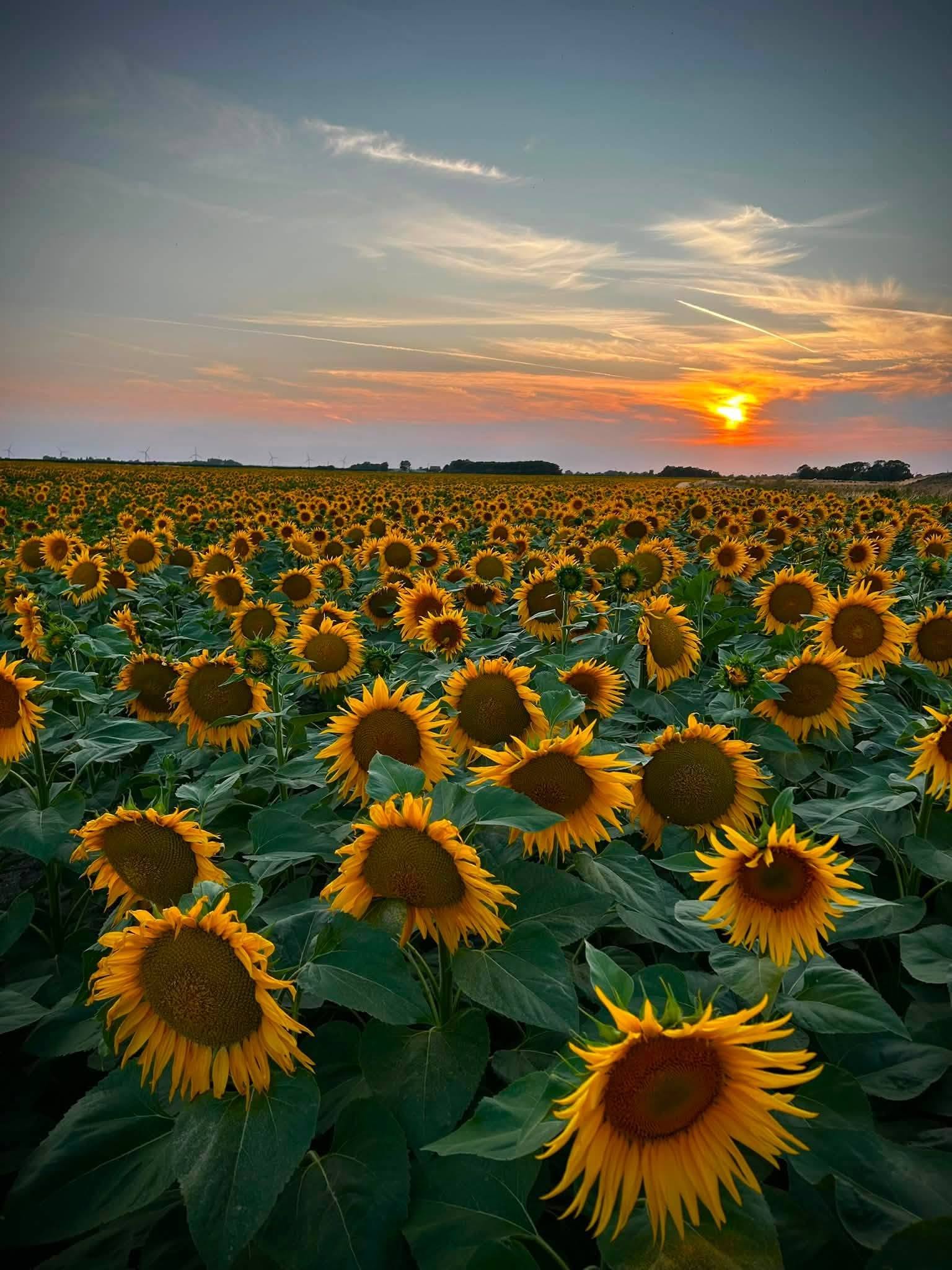Campo de girasoles en verano