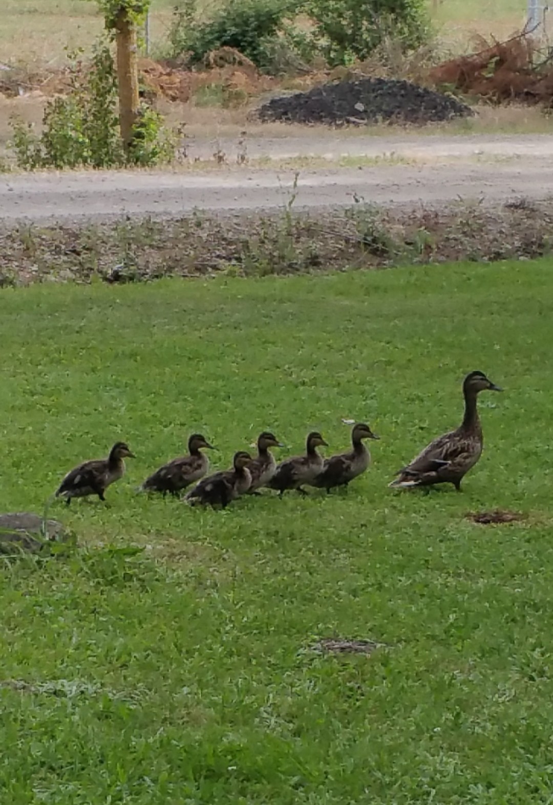 Pata salvaje con sus patitos en el entorno de la Presa de San Andrés